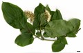 SpeciesSub: subsp. australis
